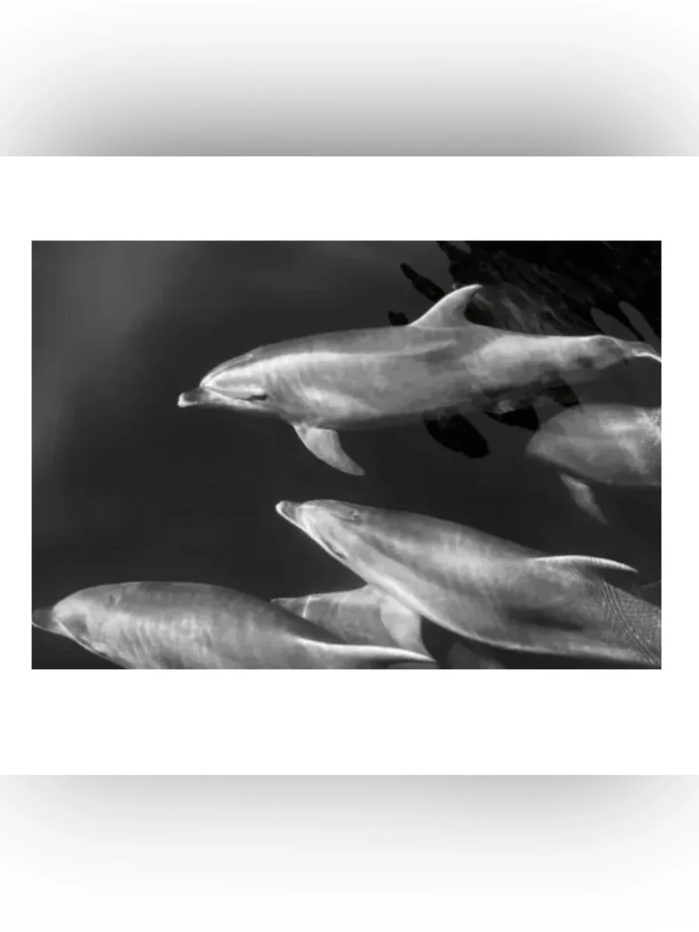 IKEA BJORKSTA | Large Black & White Dolphin Canvas Wall Art | 140 x 100 cm.